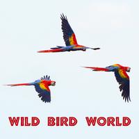 Wild Bird World – Jungle, Sounds Effect, Bird Song, Relaxing and Beautiful Nature