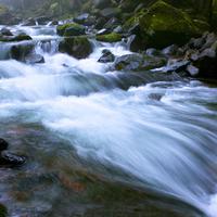 Streamside: Water's Peaceful Choir