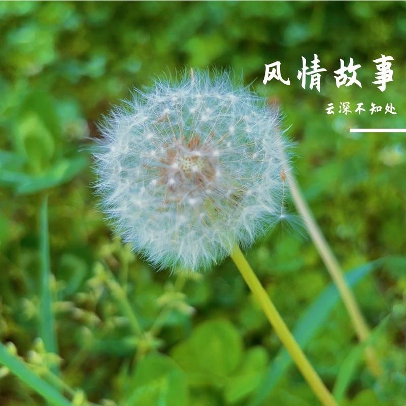 江南风情封面