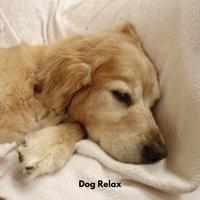 Dog Relax