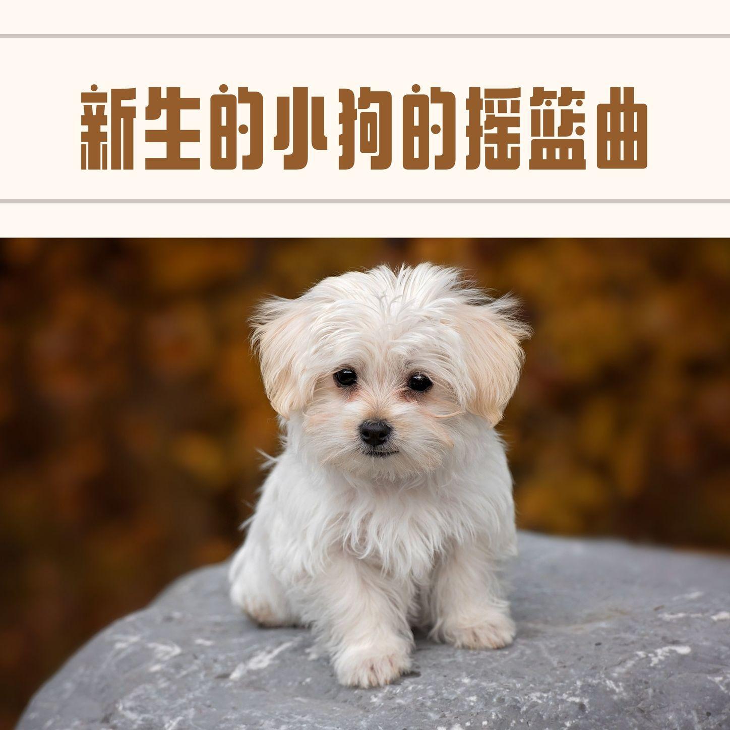 小猫的催眠曲封面