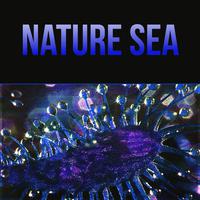 Nature Sea - The Natural Music for Healthy Living, Positive for the Day with Emotional Music, Gentle Massage, Lullaby Soothing Sounds