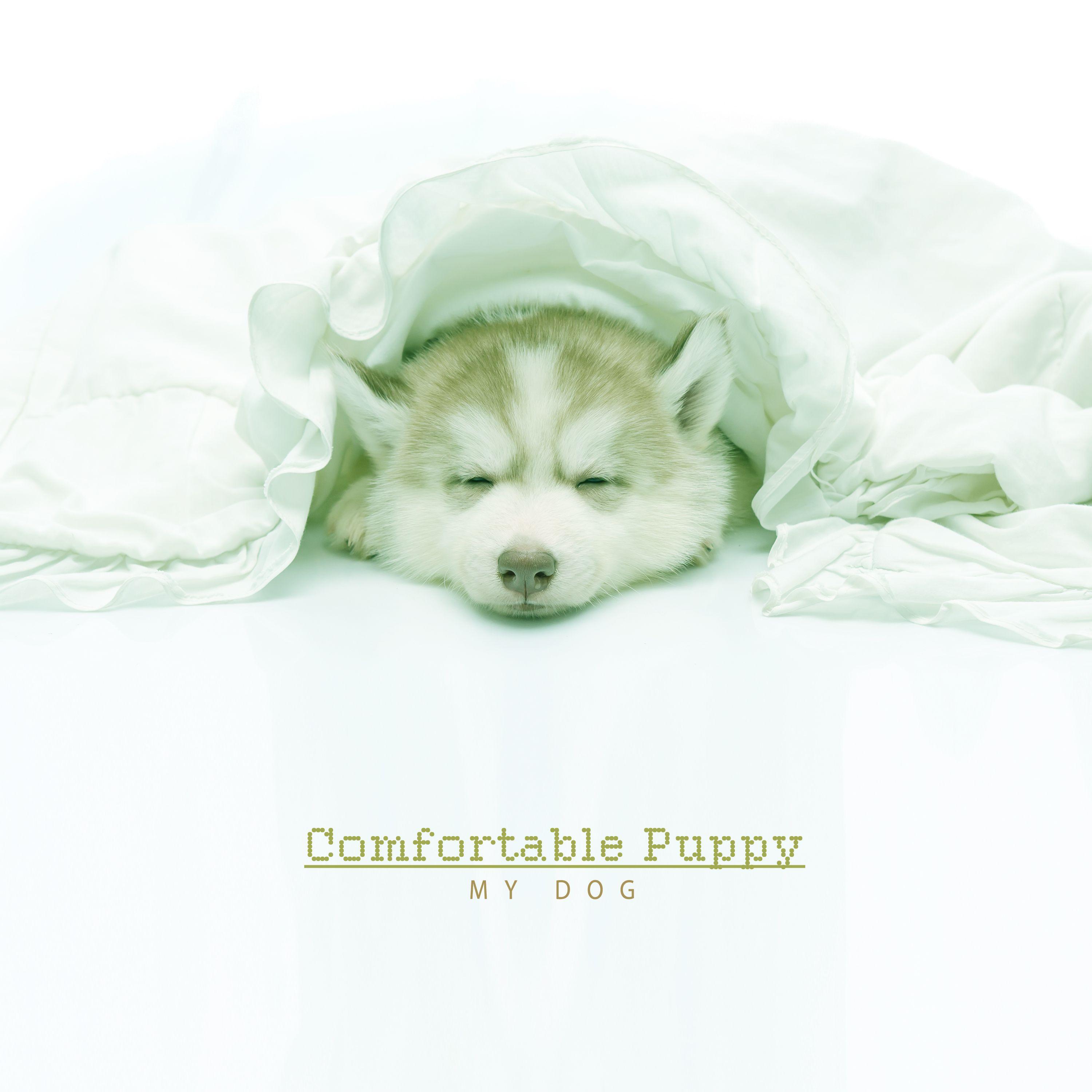 Happy,Comfy Puppy