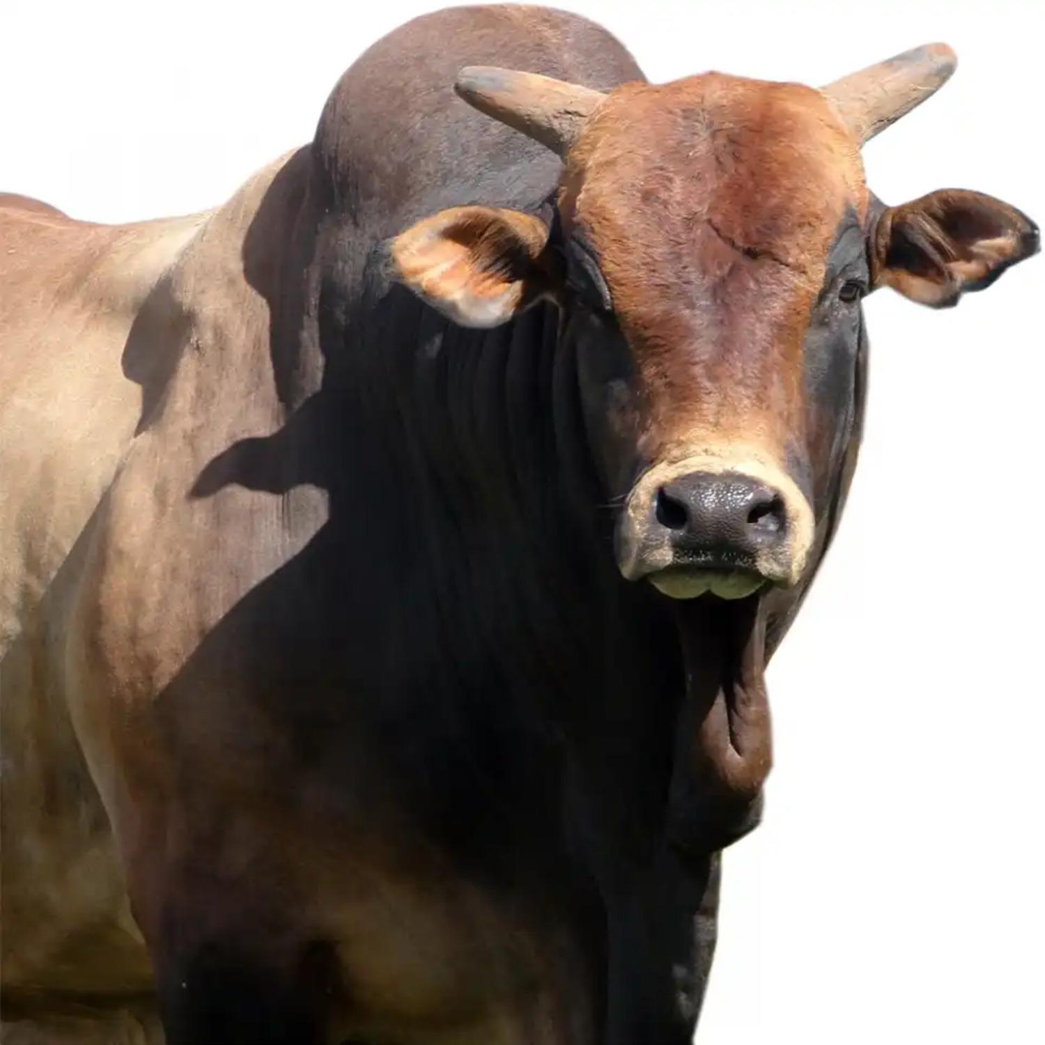 Touro Bipolar - LUTO