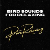 Bird Sounds For Relaxing