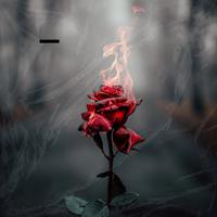 Smoking Beautiful Rose