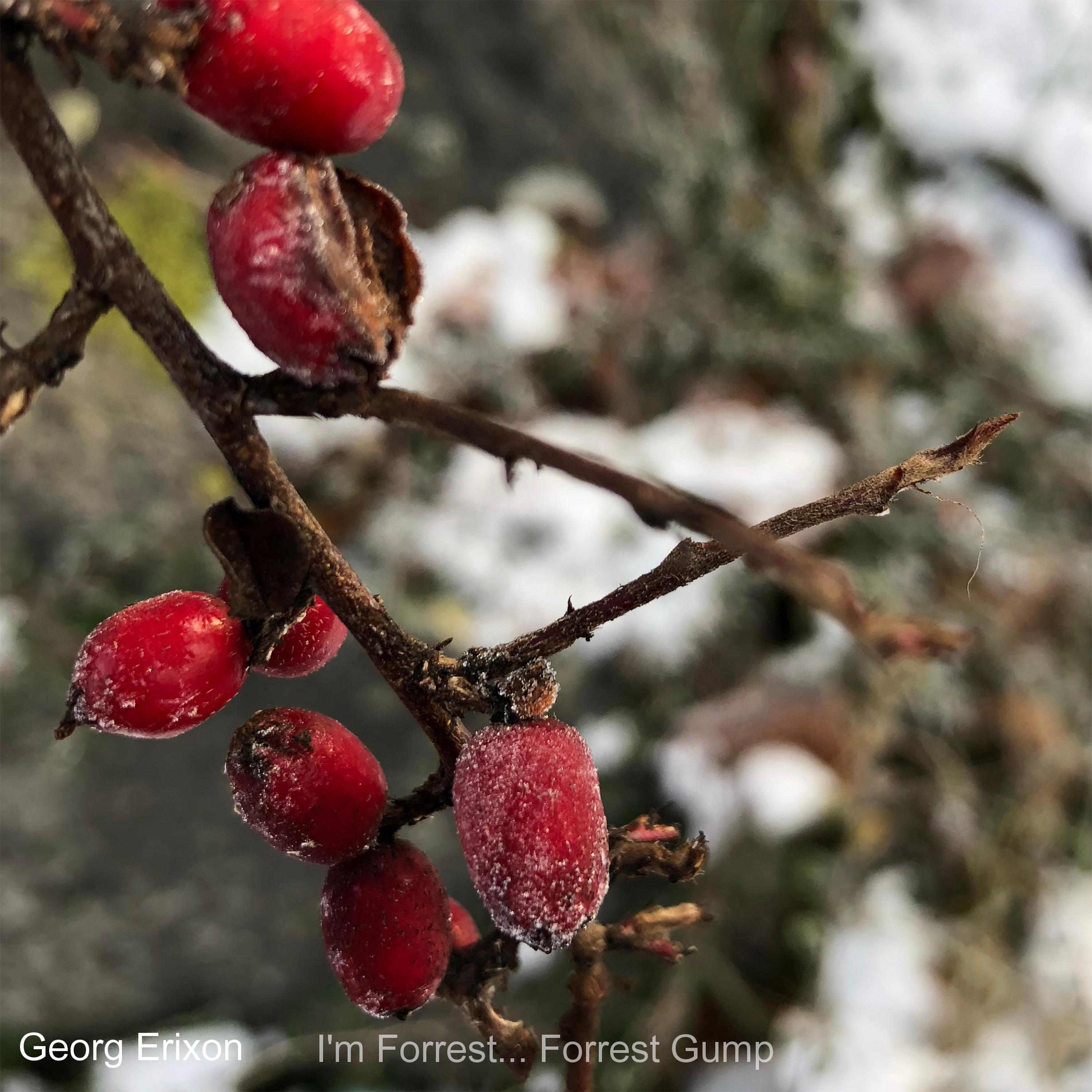 I’m Forrest… Forrest Gump