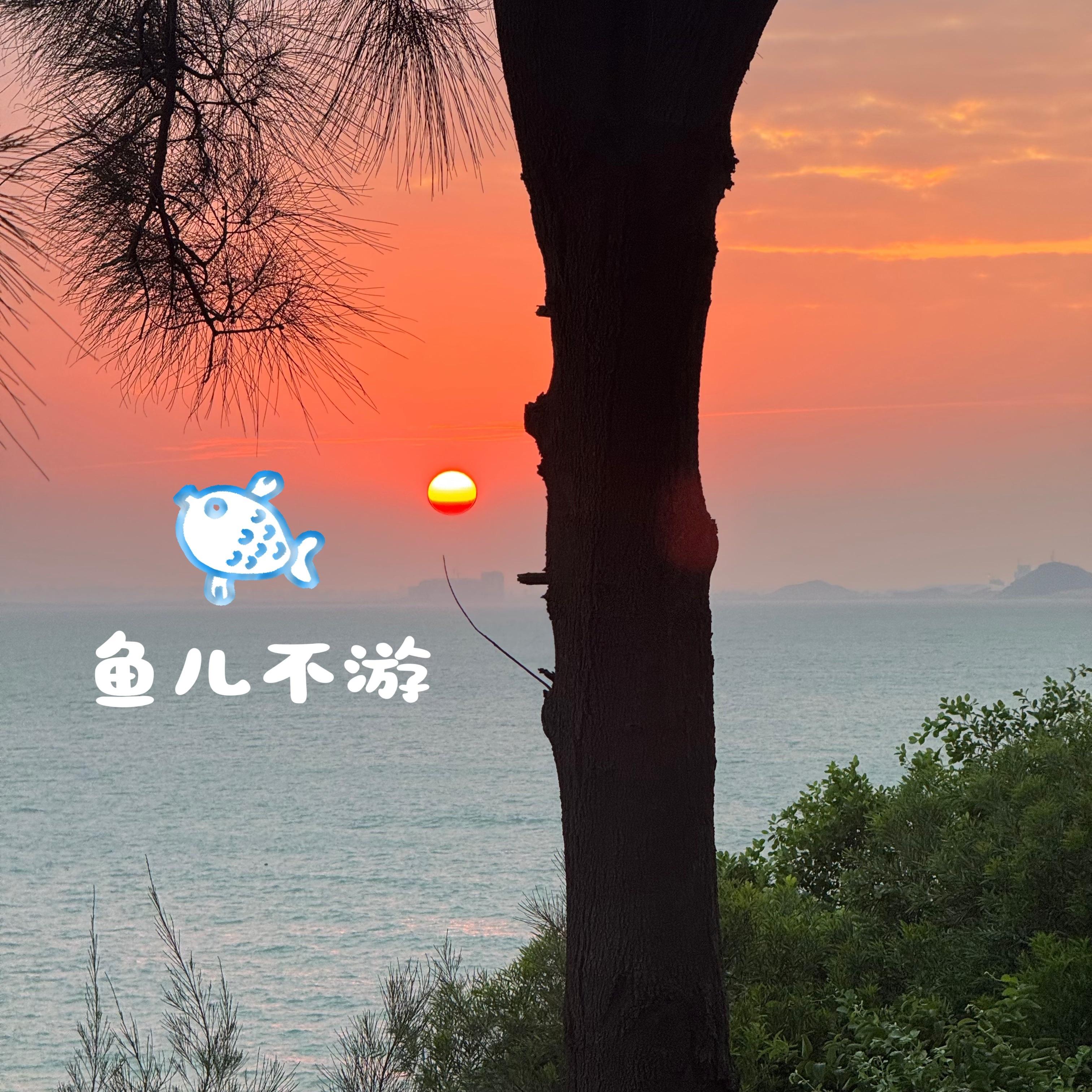 鱼儿不游 伴奏 - 李贝尔封面