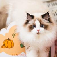 井俊行 - 怎么去爱你