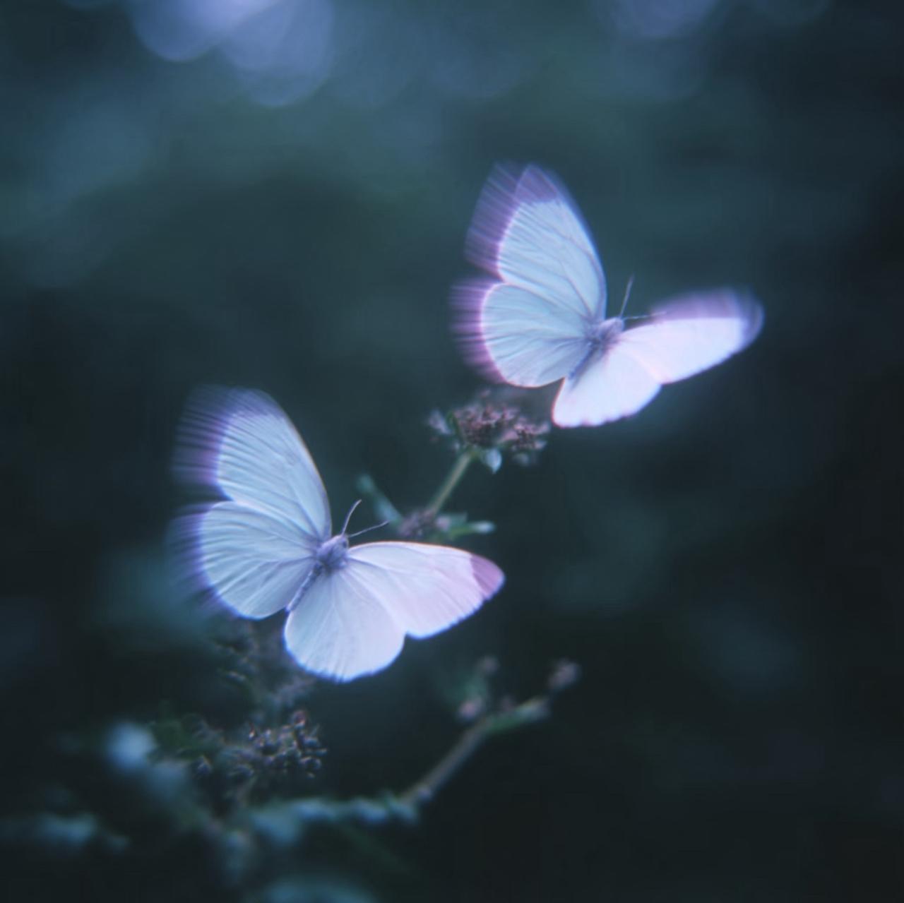 lifeline（治愈曲）