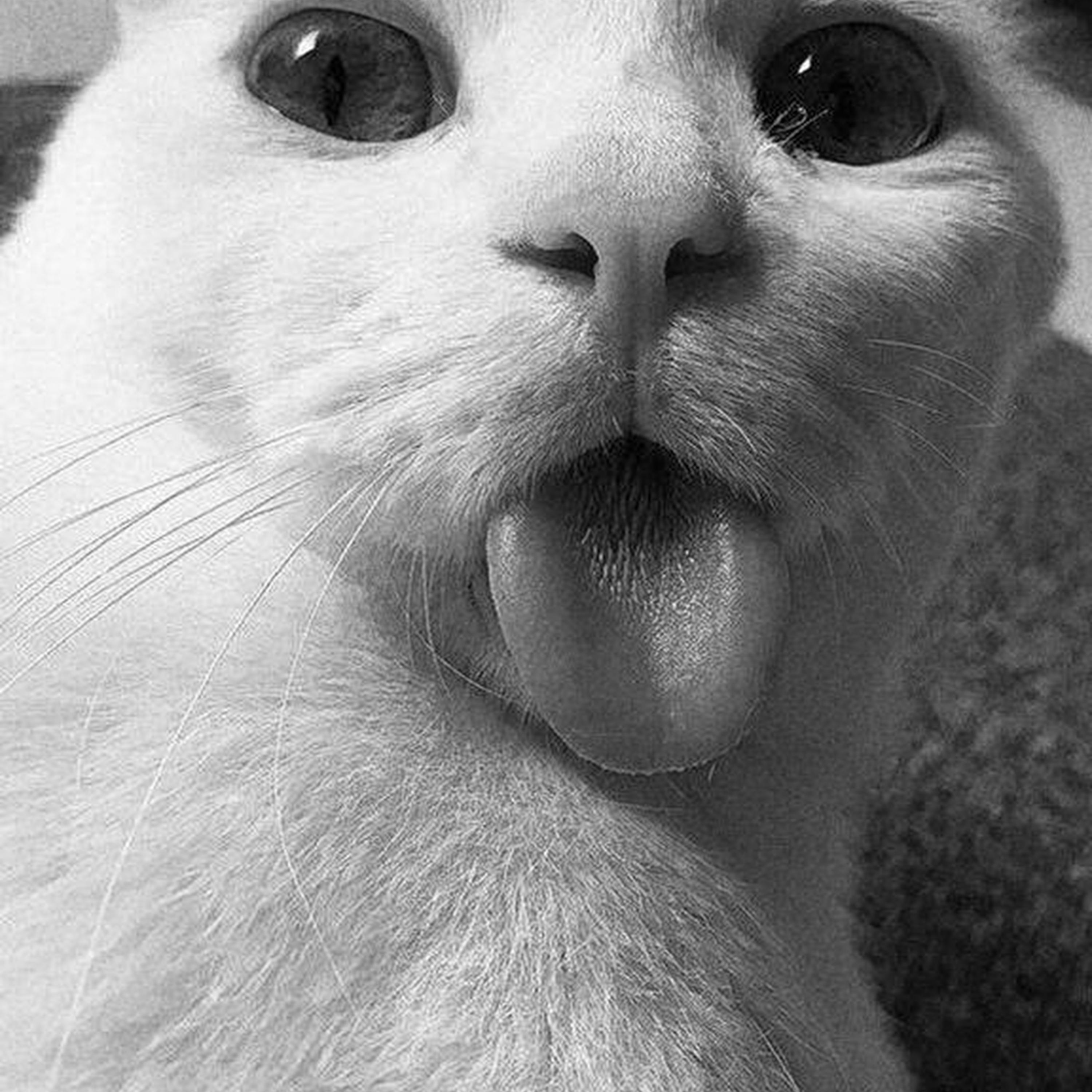 Cinnamon Girl (slowed)