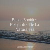 Bellos Sonidos Relajantes De La Naturaleza