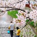 【日系女声】下一秒、春天就要来了