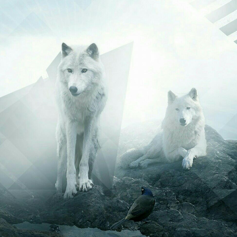 Snowolf_