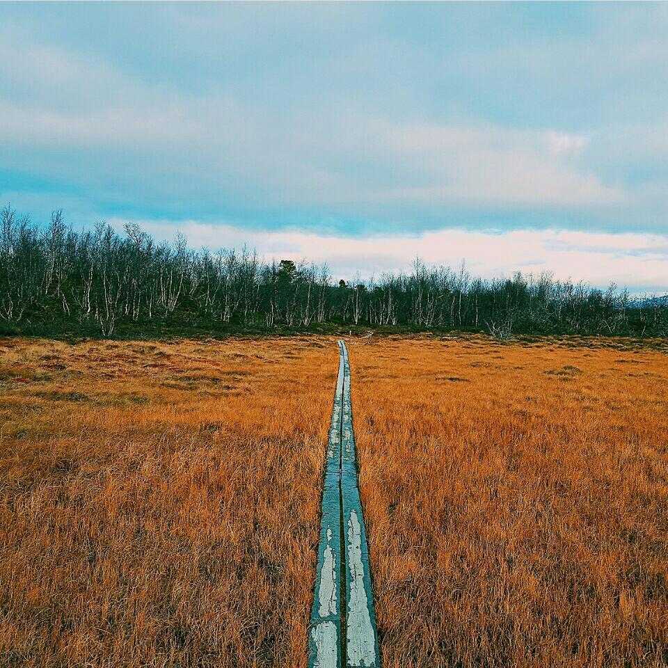 我爱吃荷叶荷叶