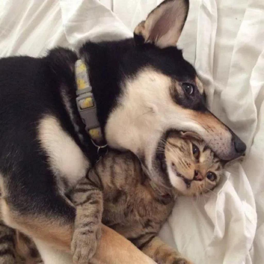 薛定谔的缝纫机