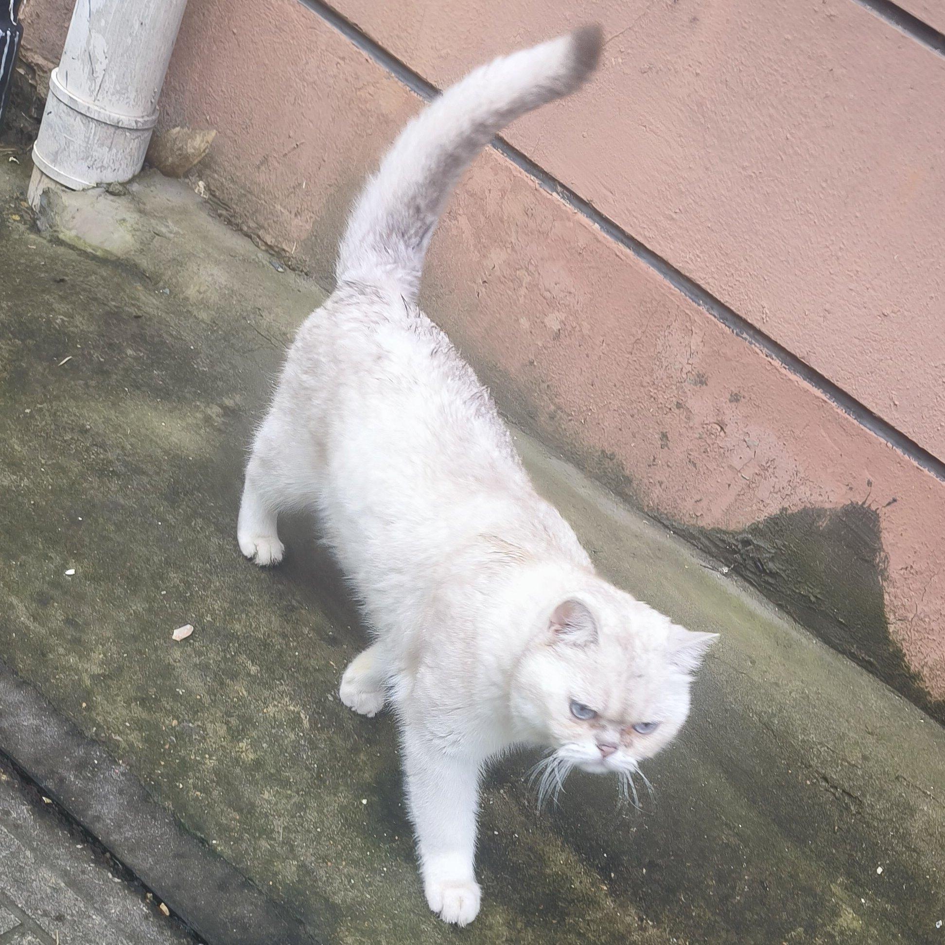 你们烧成青烟送我直上苍穹