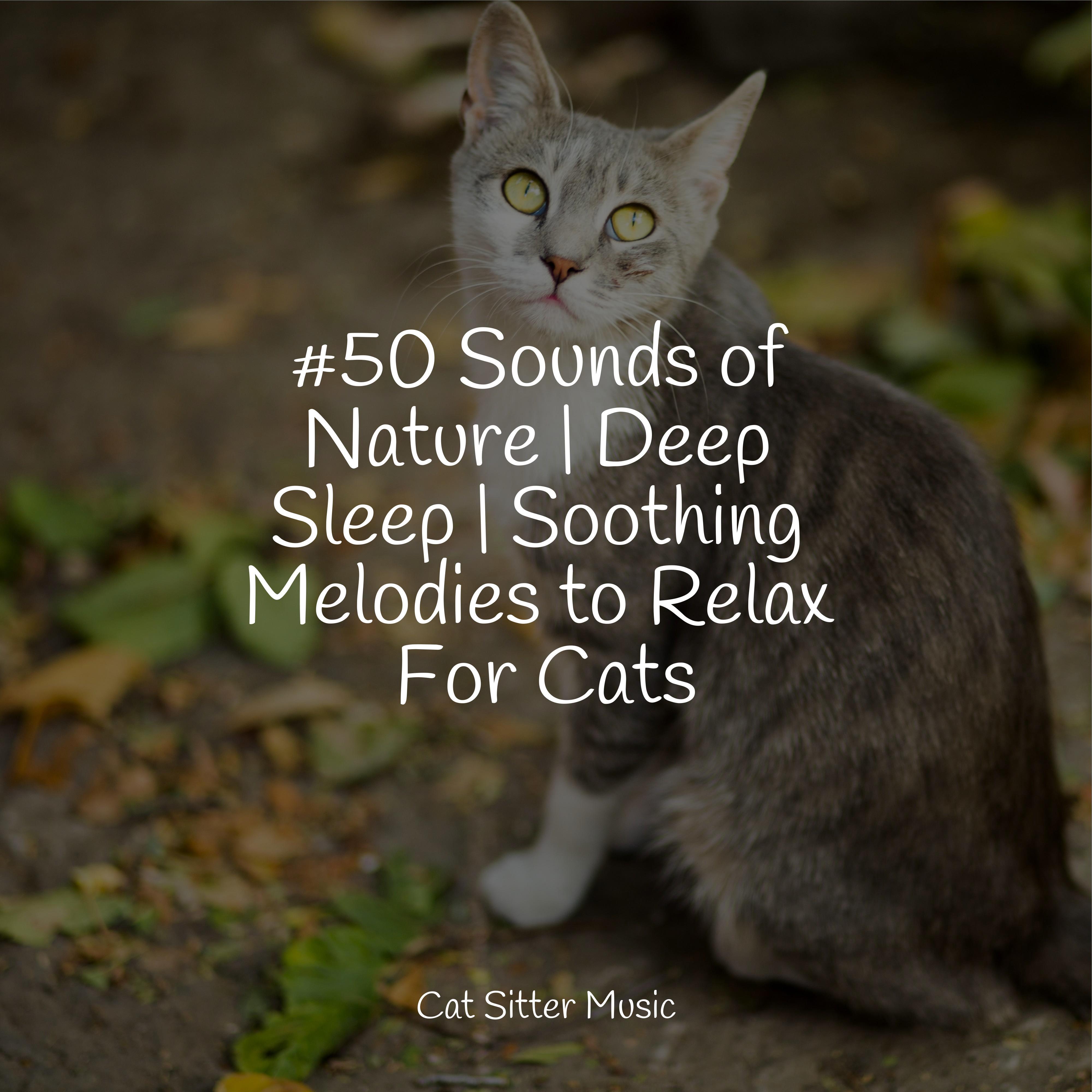 #50 Sounds of Nature | Deep Sleep | Soothing Melodies to Relax For Cats ...