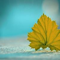 内瑟斯格温 - 无