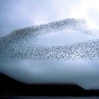 Murmurations 2021.2-5