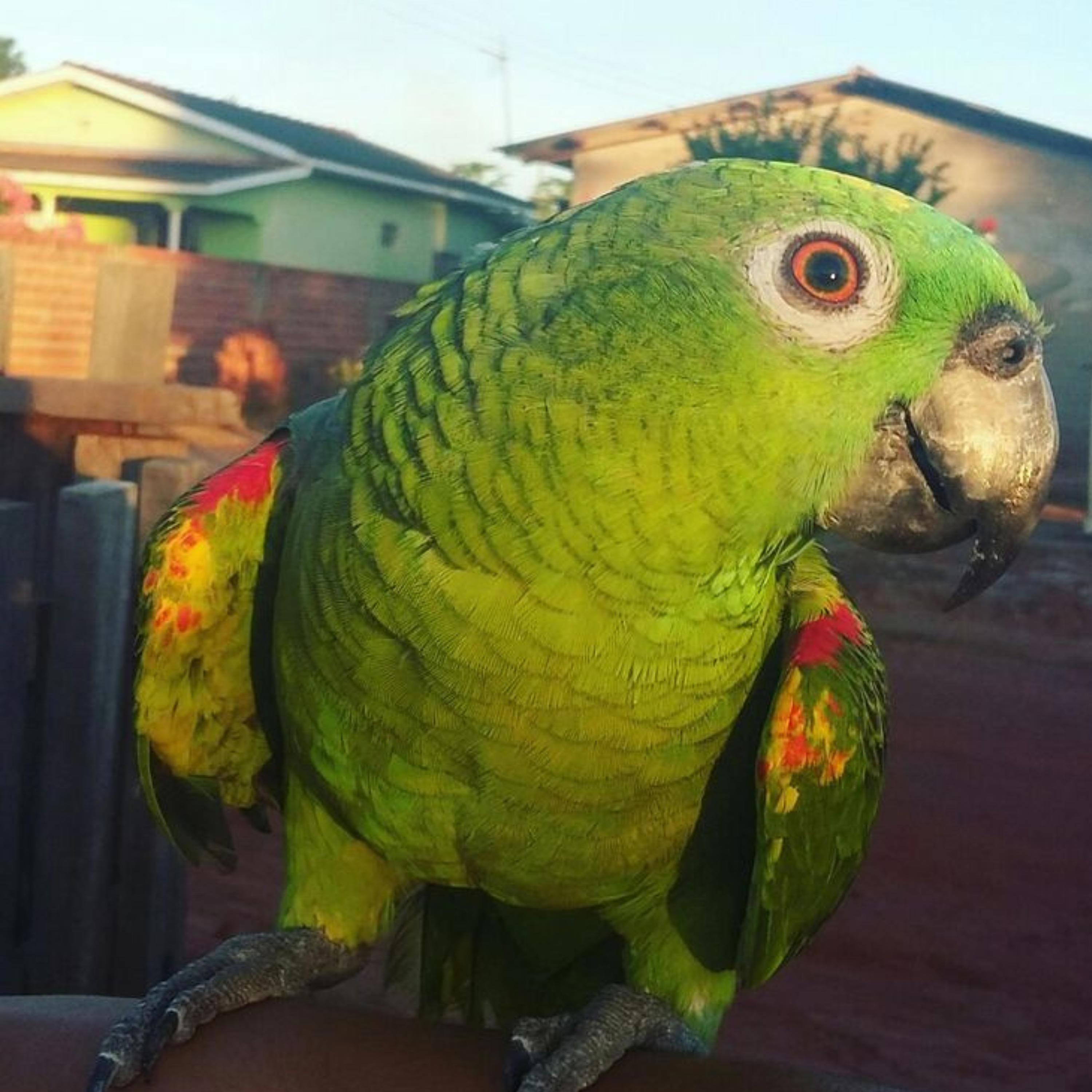 CANTA PAPAGAIO CANTA 3 (feat. DJ SANTSZ, DJ PECINHA 13 & DJ VTEZIN ZS)