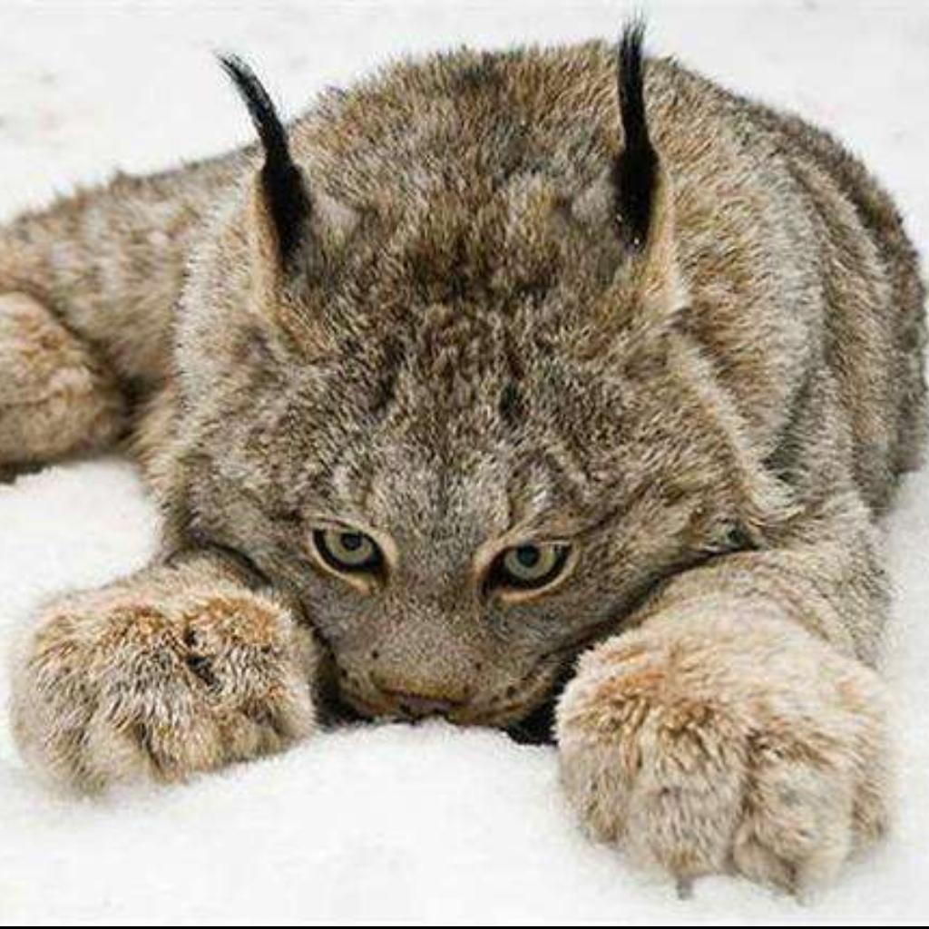 半城月光半城雾灬