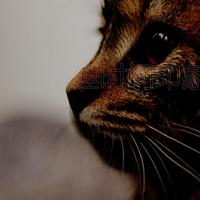 猫音乐 复古风资料,猫音乐 复古风最新歌曲,猫音乐 复古风MV视频,猫音乐 复古风音乐专辑,猫音乐 复古风好听的歌