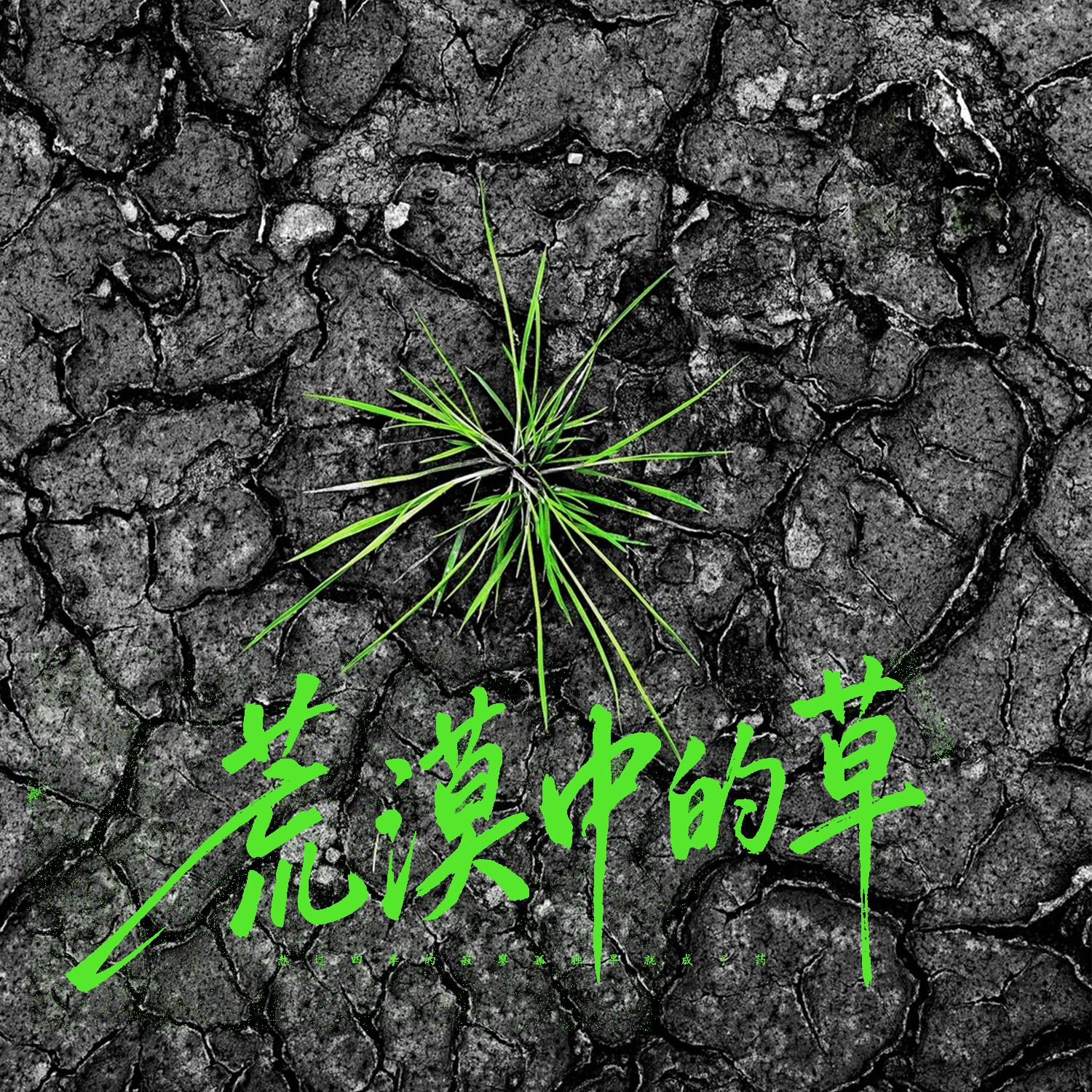 荒漠中的草 (伴奏)封面