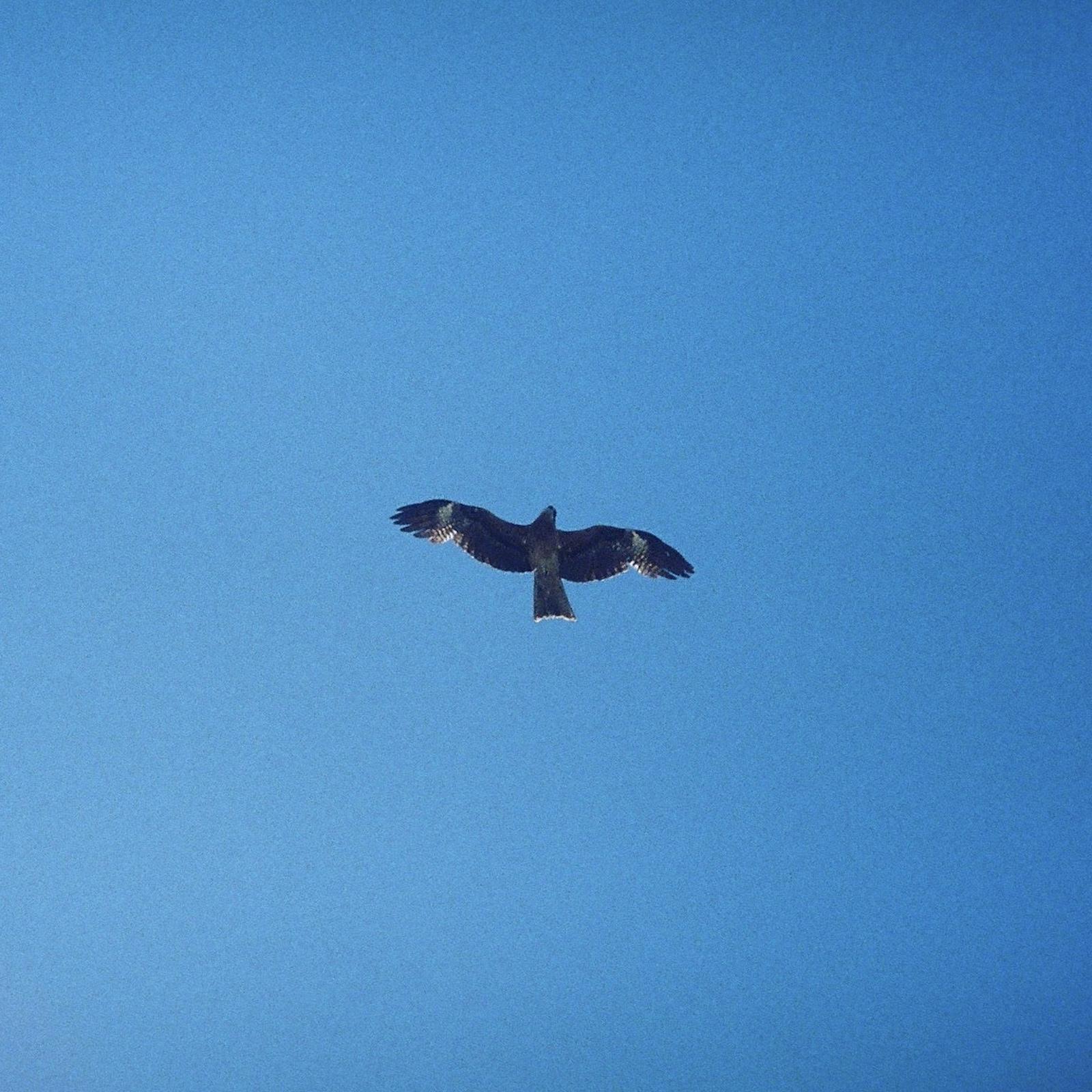 Like a Rock in the River