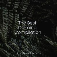 The Best Calming Compilation
