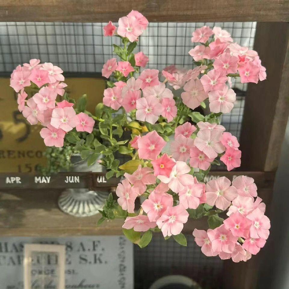 温柔问候封面