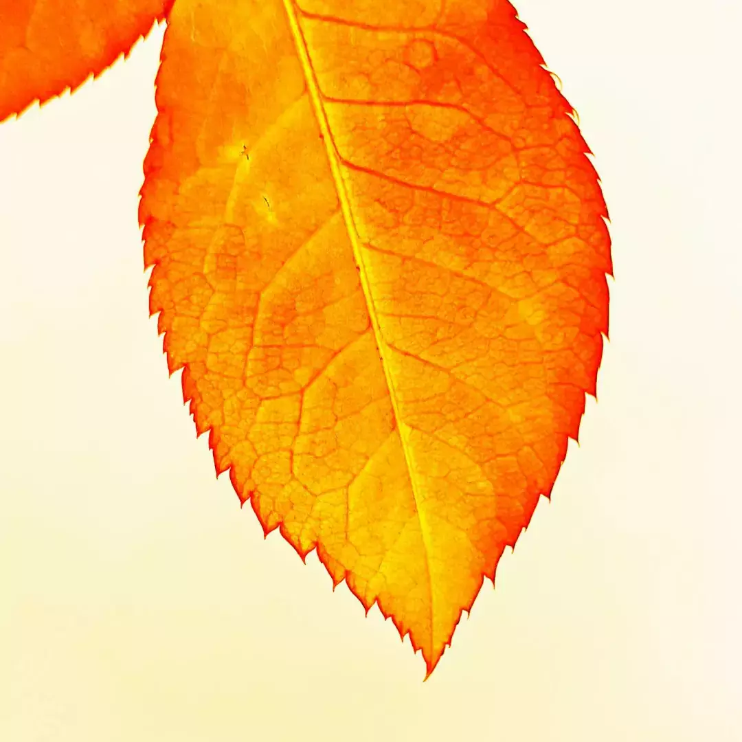 Qiqaklar Aqilip 花开时