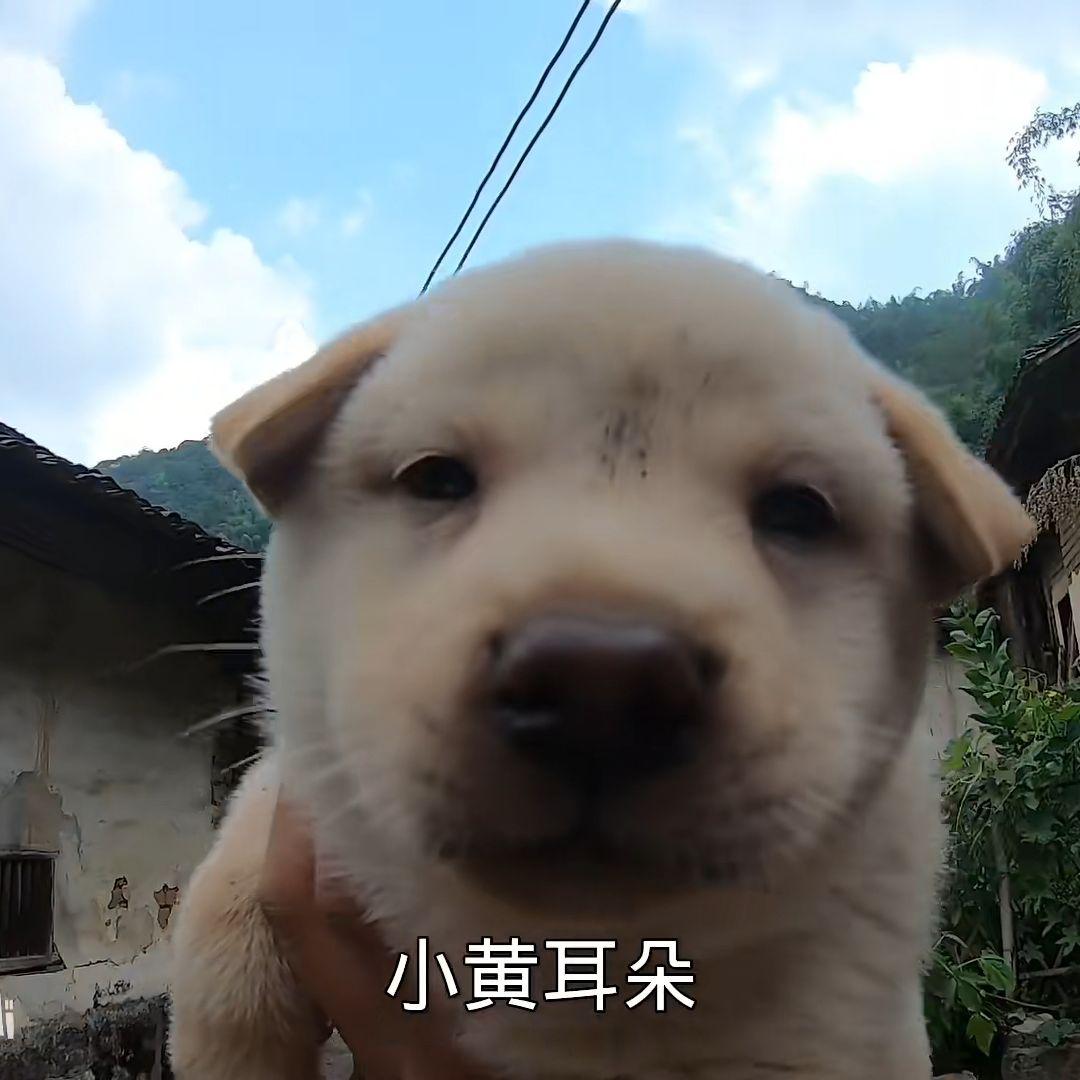 董小姐封面