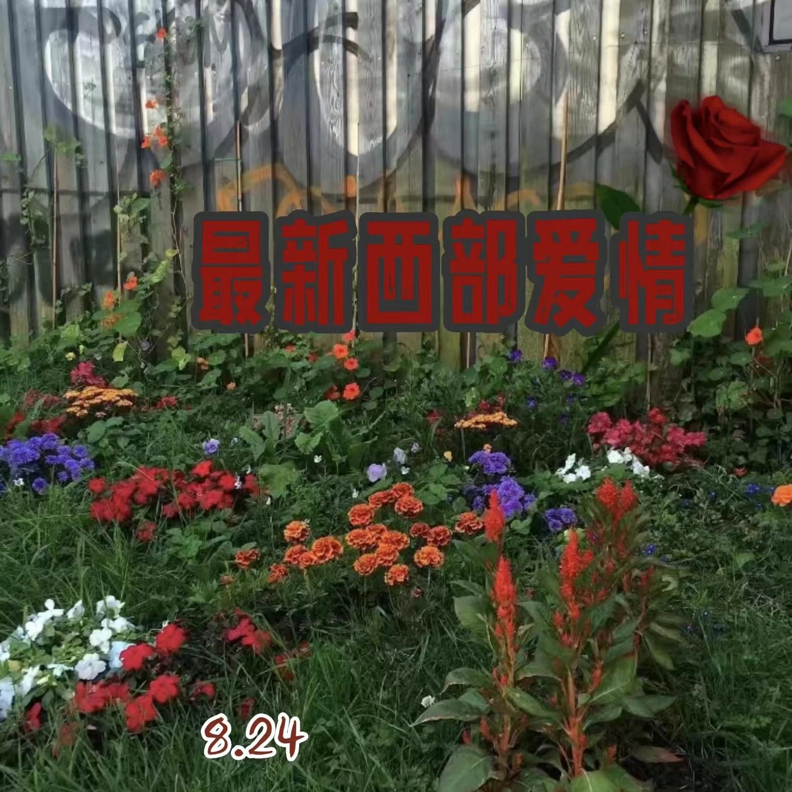 最新西部爱情封面