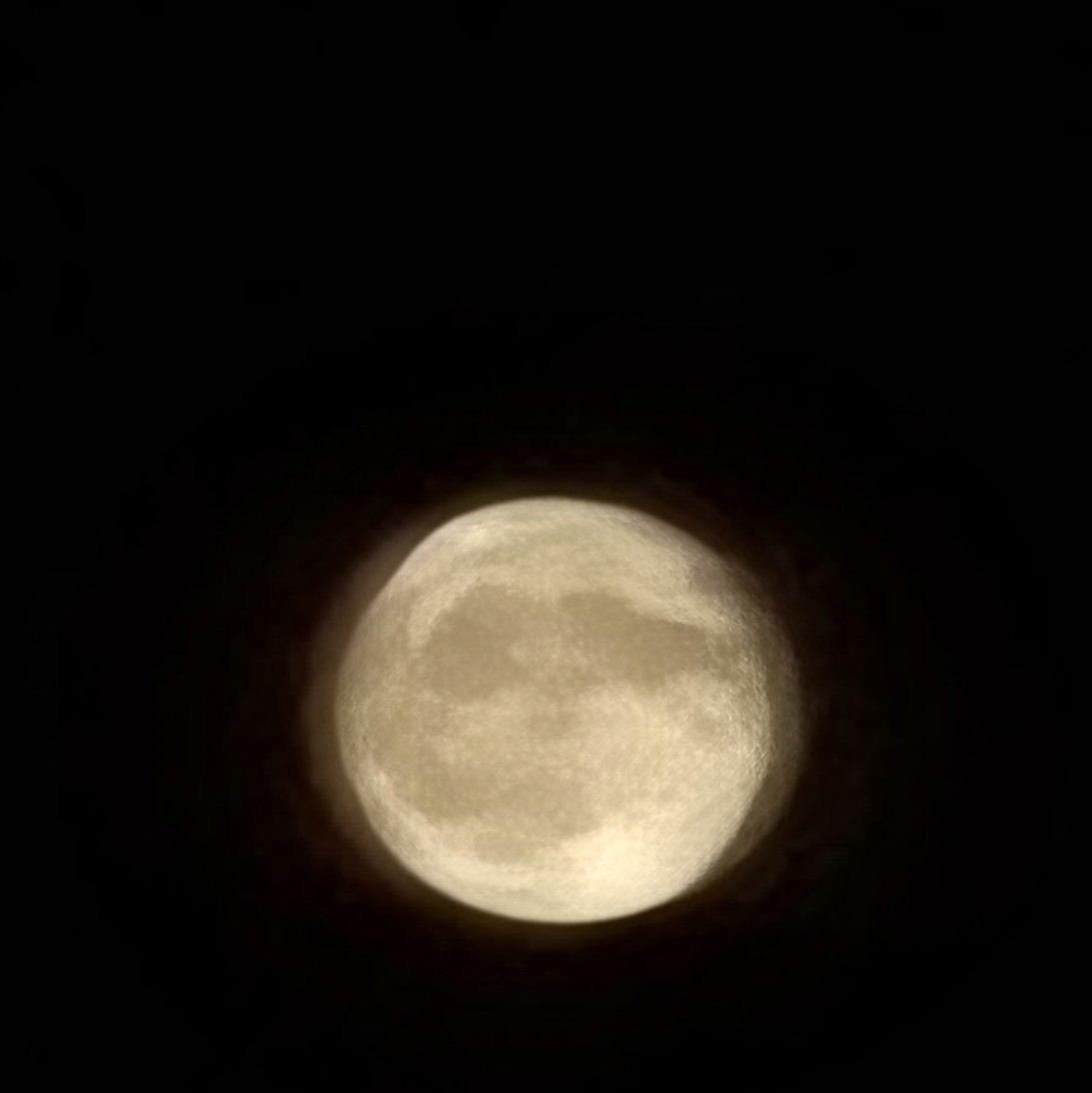 园中杏村良人醉