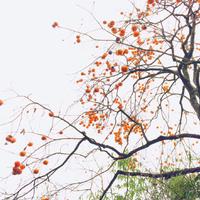 闷葫芦