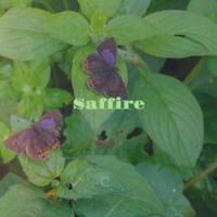 Saffire