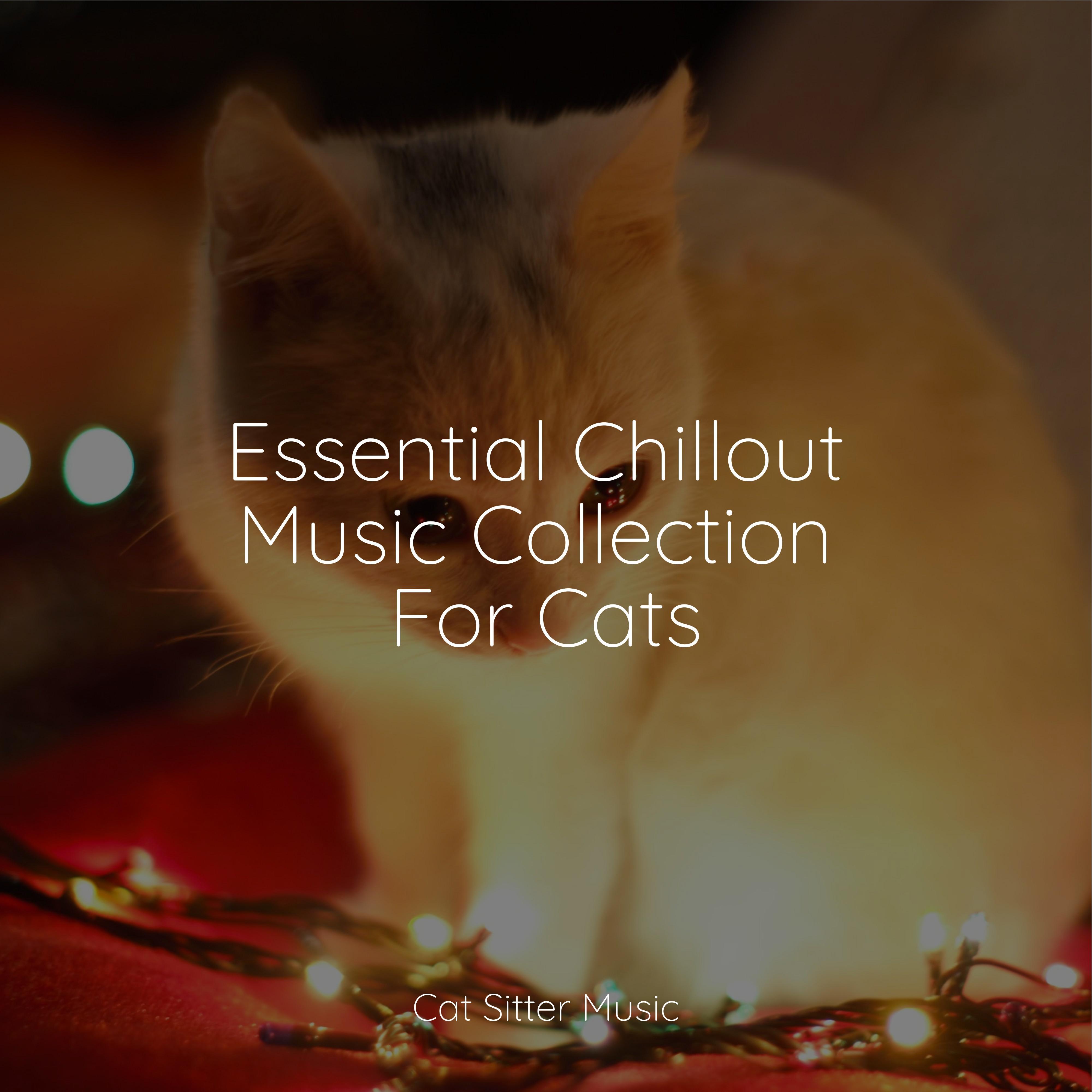 Essential Chillout Music Collection For Cats Music for Pets Library 专辑 网易云音乐
