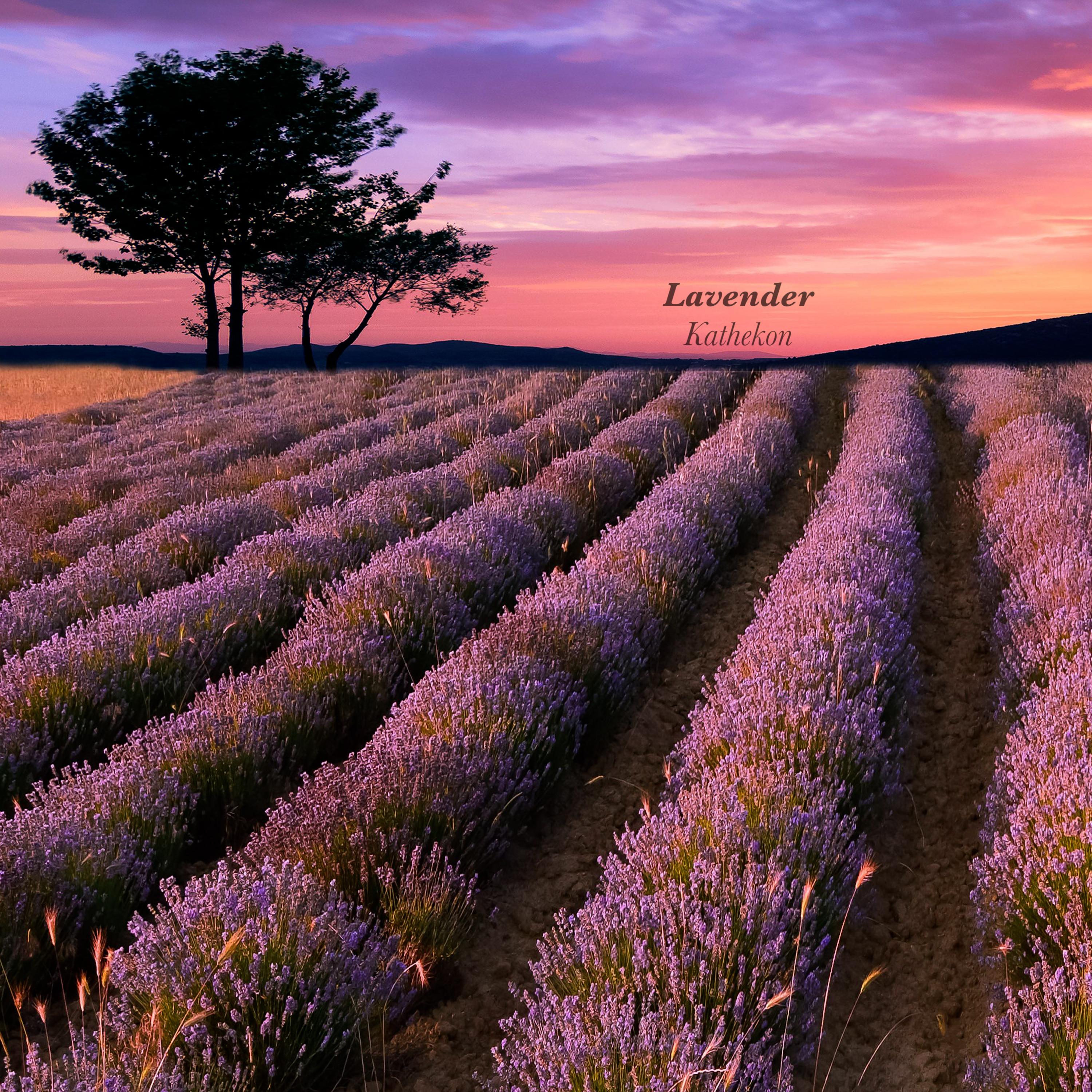 Lavender