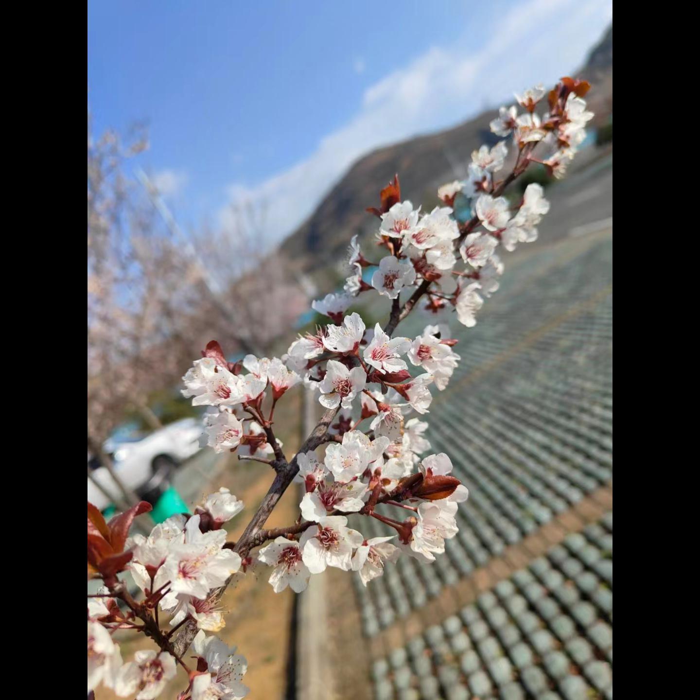 春风十里不及你封面