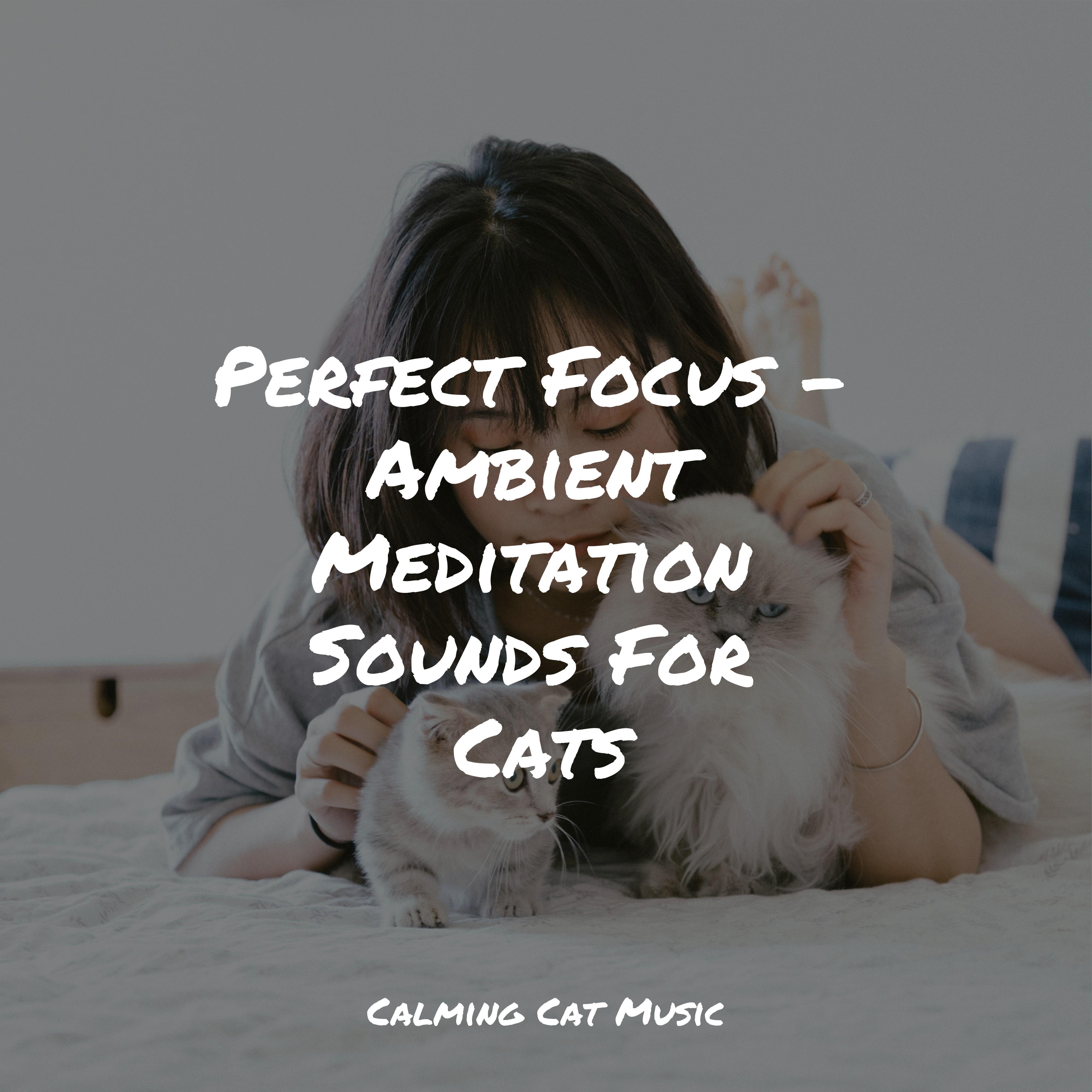 Image showcasing Rainforest Drops - Music for Relaxing Cats/Calm Music for Cats/Cat ...