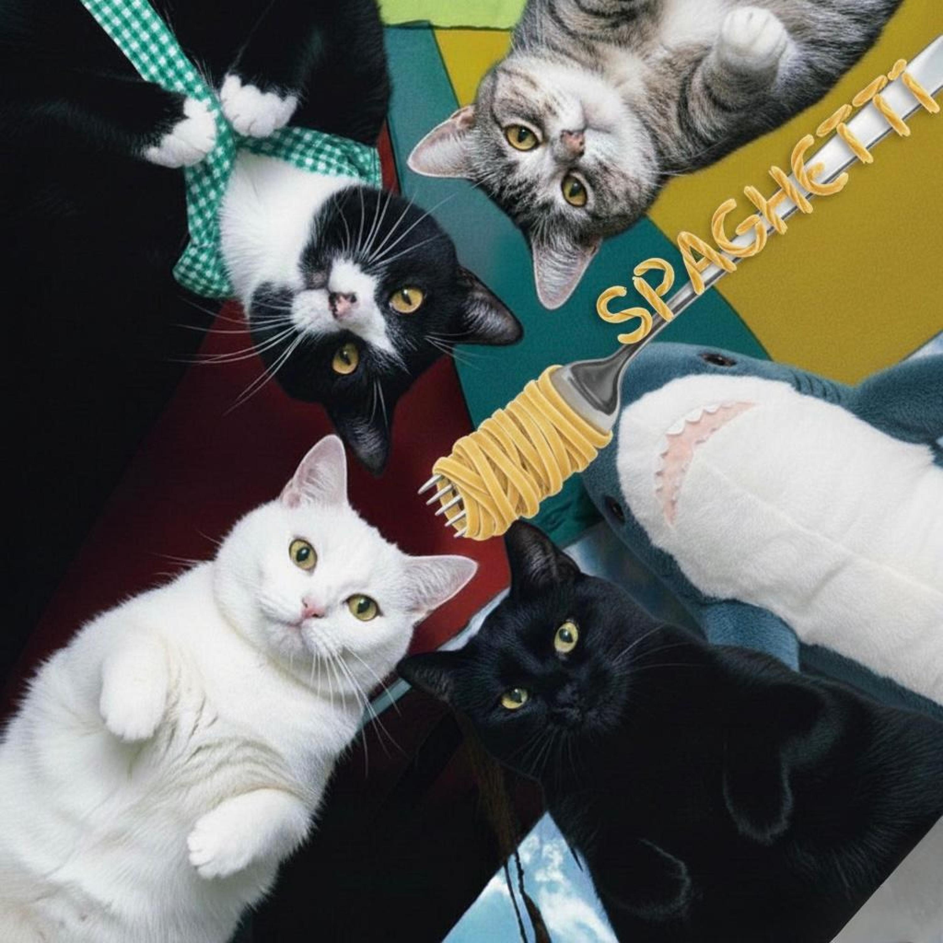SPAGHETTI - Mr. Purrsitives封面