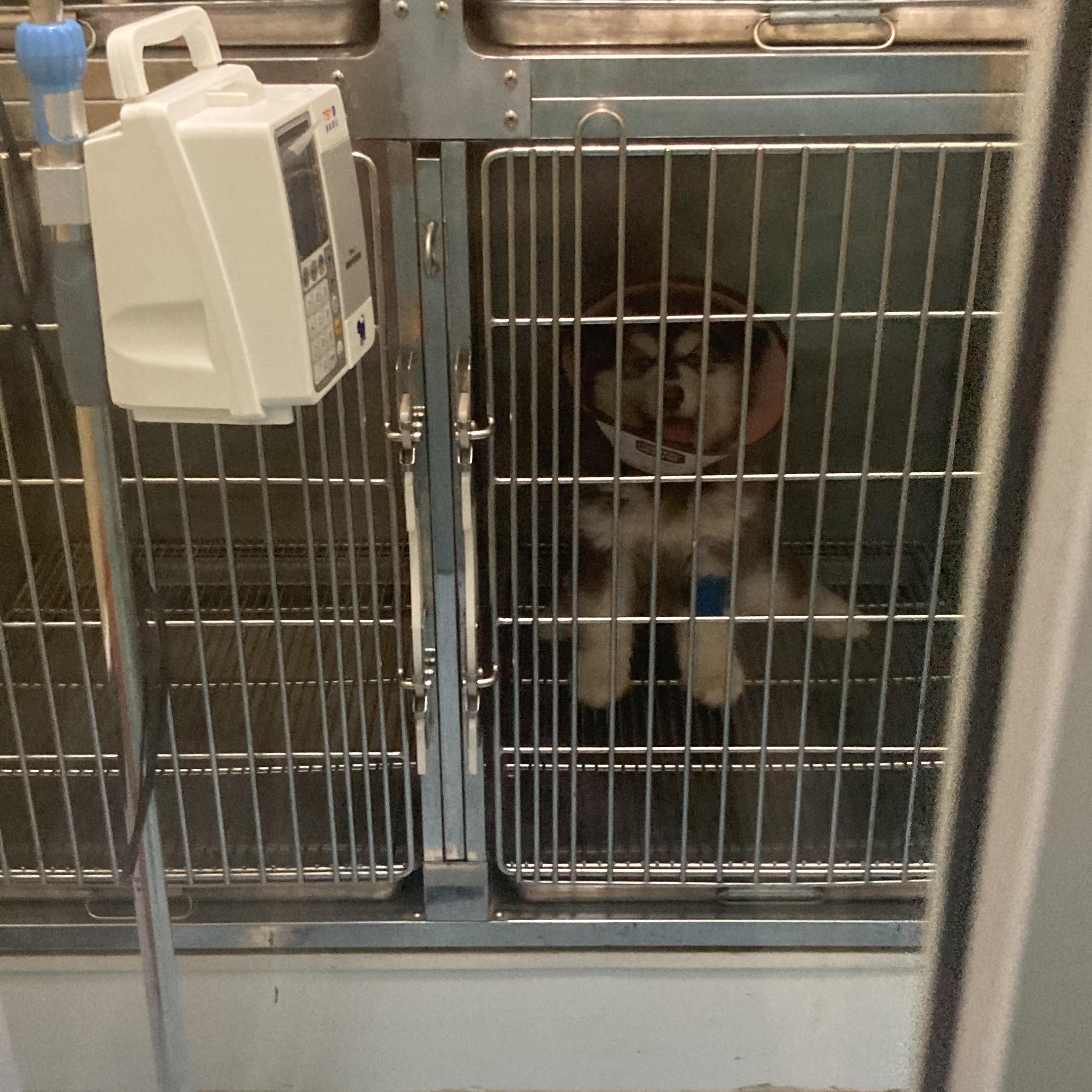 psychoboy misses his dog