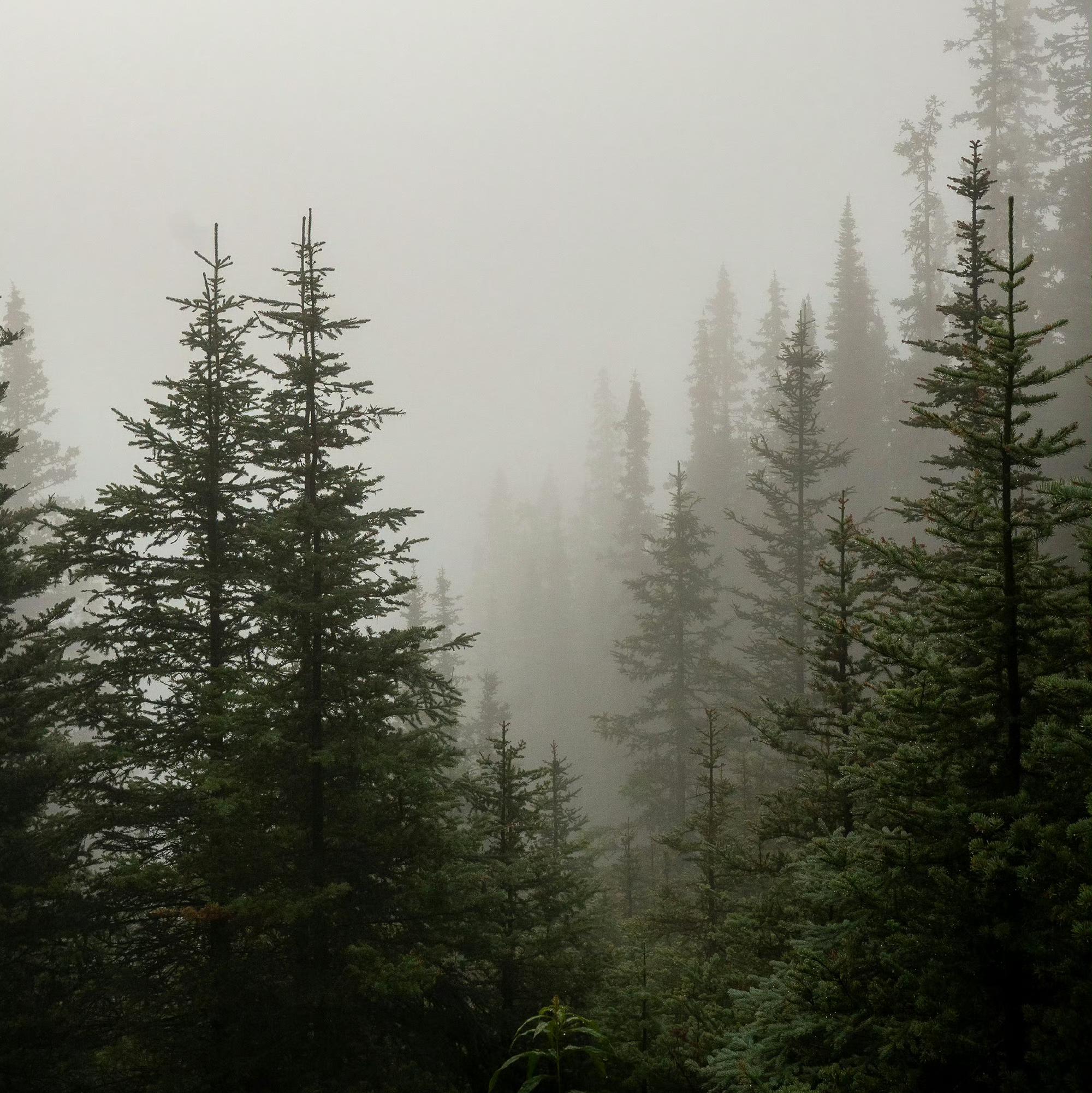 北欧之森｜随浪潮海汐 坠入空想的静谧幻域