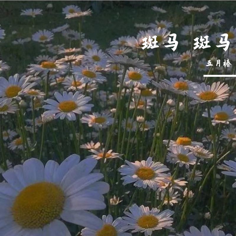 宋冬野-斑马斑马封面