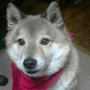 丛云伴月风拂花_LLer