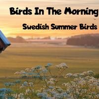 Birds in the Morning