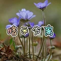 盗心贼 (虎牙版)封面
