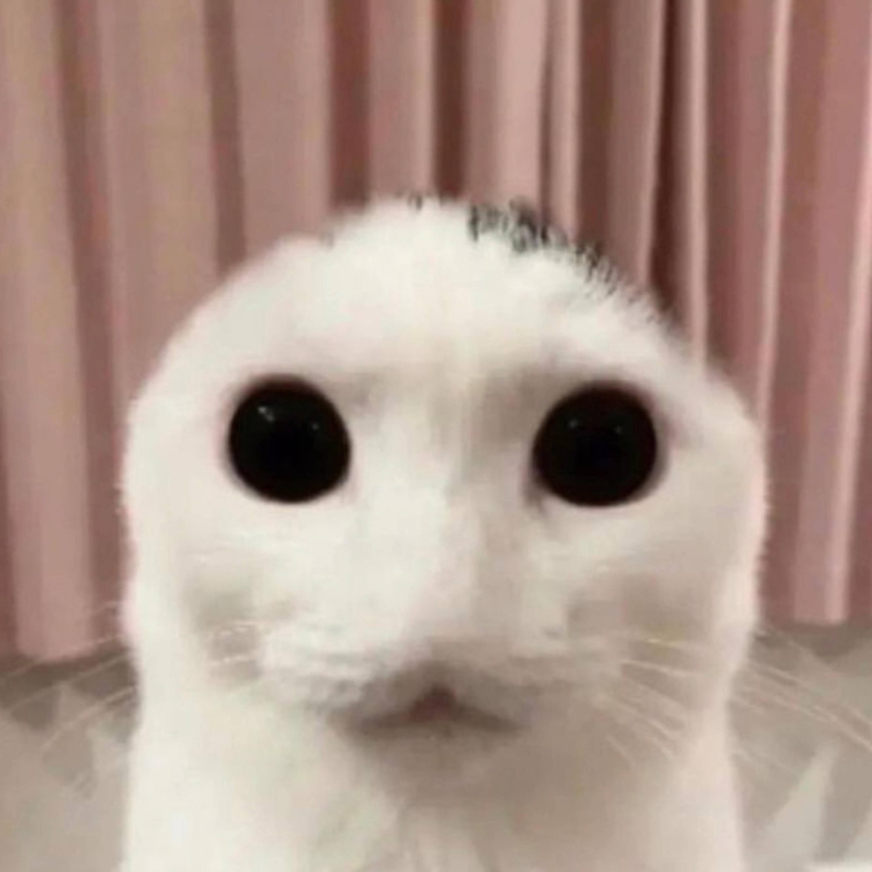 ran away (feat. fridvy)