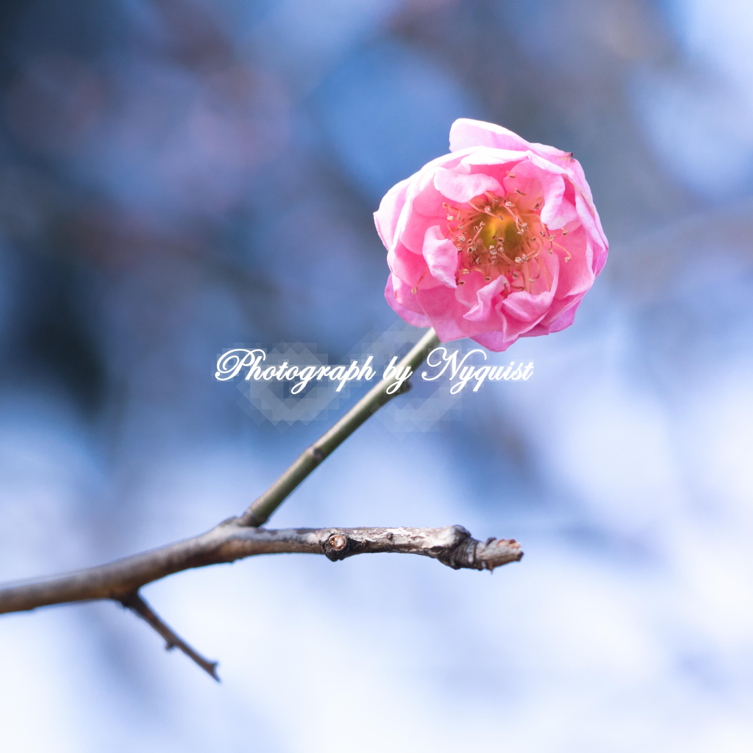 Ed Sheeran - Shape of You